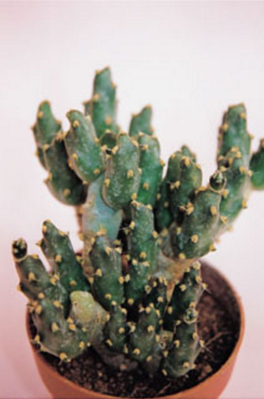 Tephrocactus Molinensis.jpg